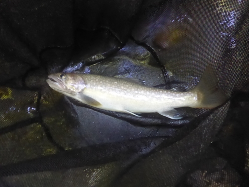 イワナの釣果