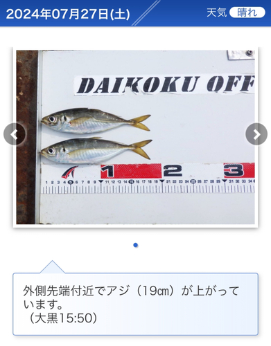 アジの釣果