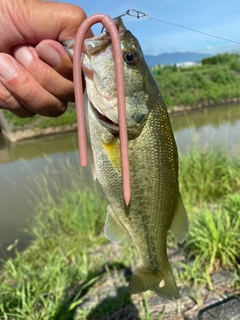 ラージマウスバスの釣果