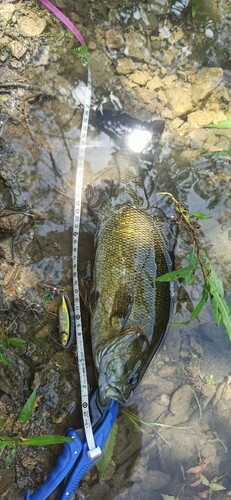 スモールマウスバスの釣果