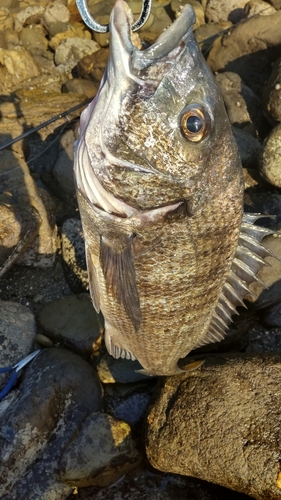 チヌの釣果