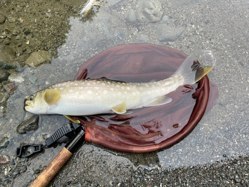 エゾイワナの釣果