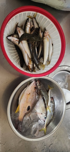 アユの釣果