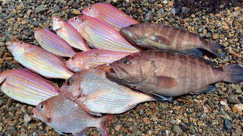 マハタの釣果