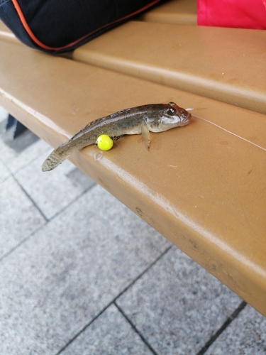 マハゼの釣果