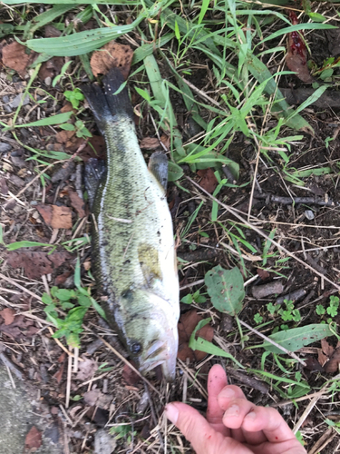 ブラックバスの釣果