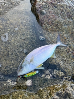 シオの釣果