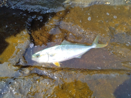 ワカシの釣果