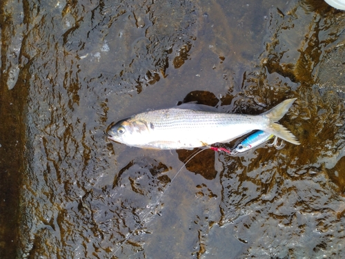 コノシロの釣果