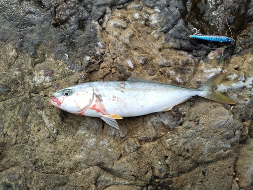 ワカシの釣果