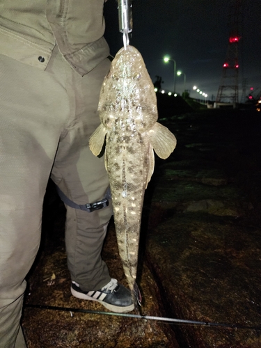 マゴチの釣果