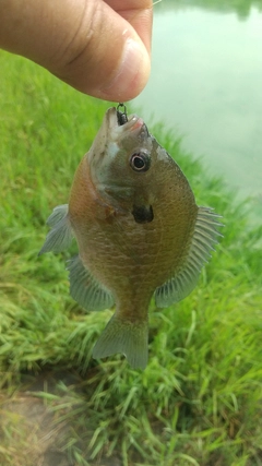 ブルーギルの釣果