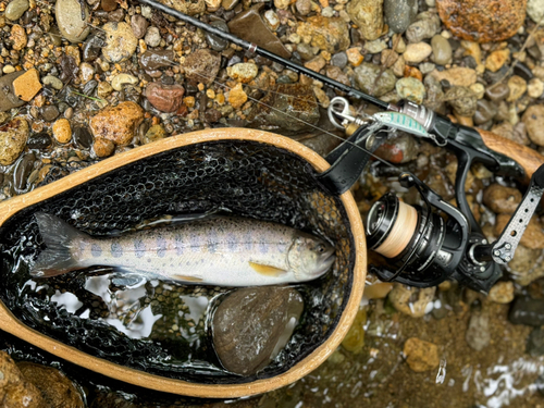 イワナの釣果