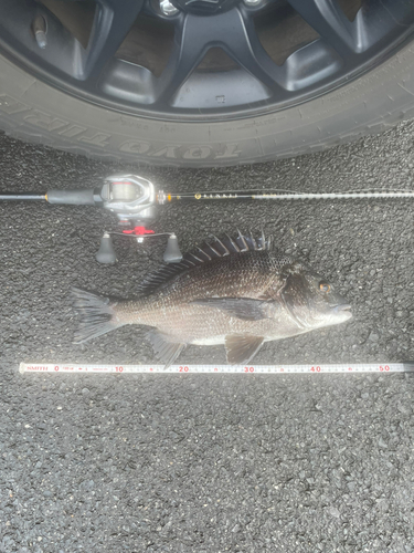 クロダイの釣果