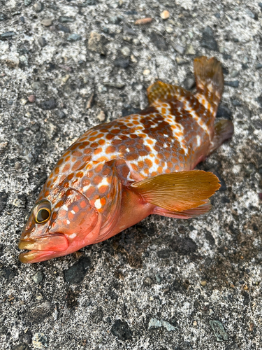 キジハタの釣果