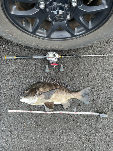 クロダイの釣果