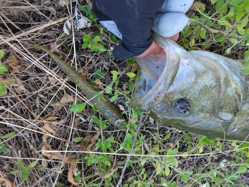 ブラックバスの釣果