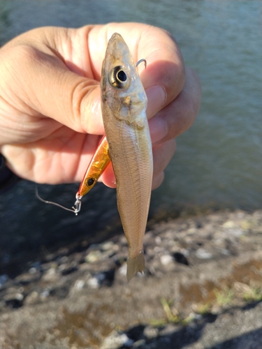 キスの釣果