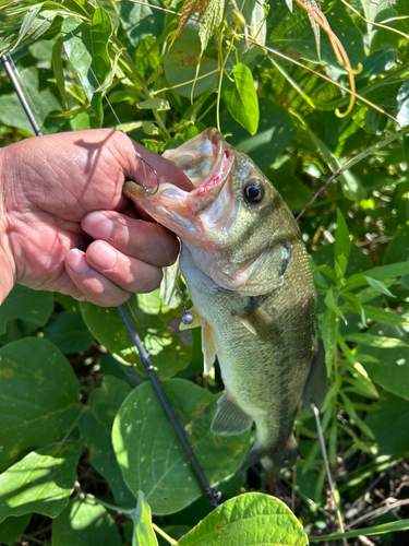 ブラックバスの釣果