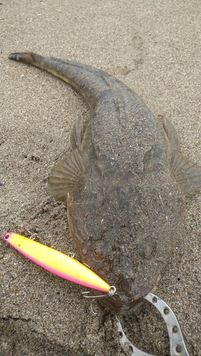 マゴチの釣果