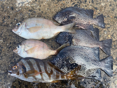 イシガキダイの釣果