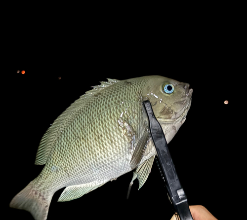 グレの釣果