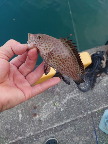 オオモンハタの釣果