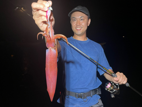 ケンサキイカの釣果