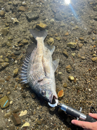 チヌの釣果