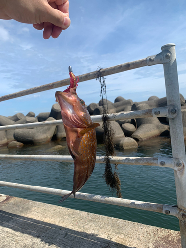 キジハタの釣果