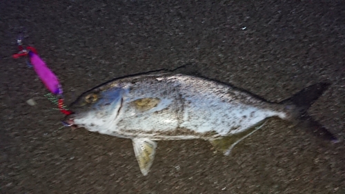 ショゴの釣果