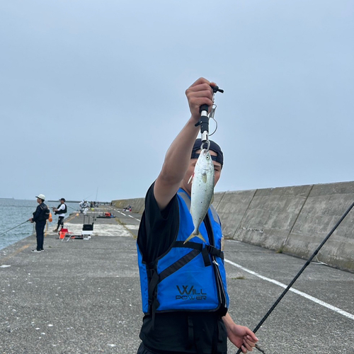 フクラギの釣果