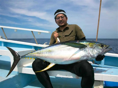 キハダマグロの釣果