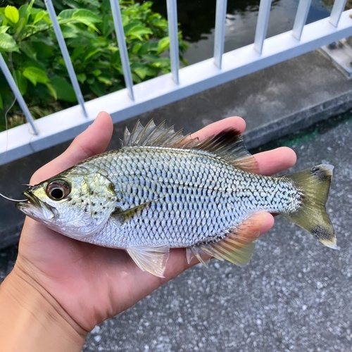 オオクチユゴイの釣果