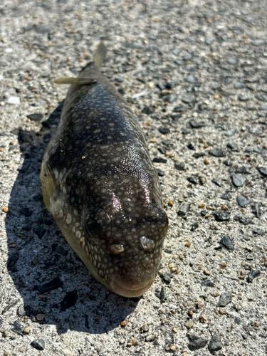 クサフグの釣果