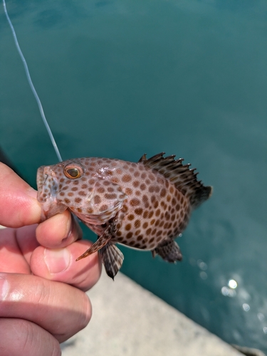 オオモンハタの釣果