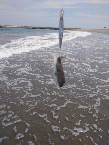 アカメフグの釣果