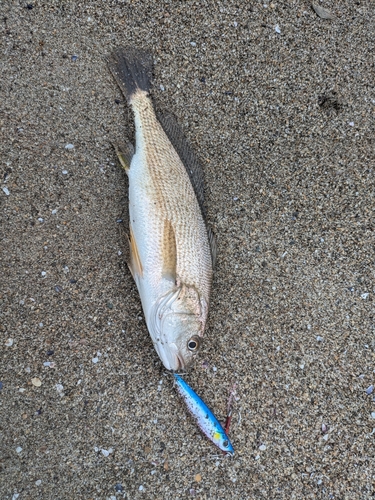 イシモチの釣果