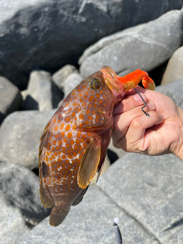 キジハタの釣果