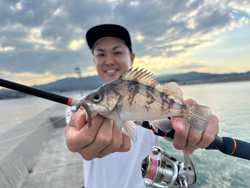 シロメバルの釣果