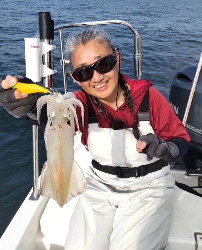 ケンサキイカの釣果