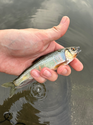 オイカワの釣果