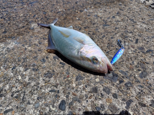 ショゴの釣果