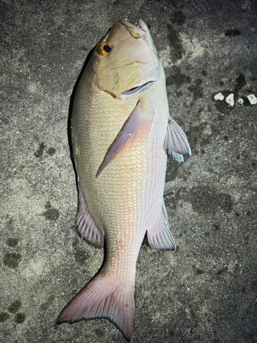 バラフエダイの釣果