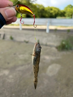 マハゼの釣果