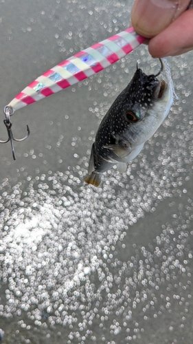 フグの釣果