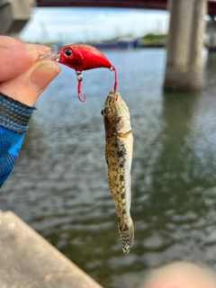 マハゼの釣果