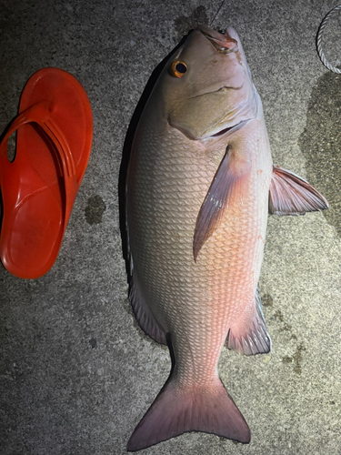 バラフエダイの釣果