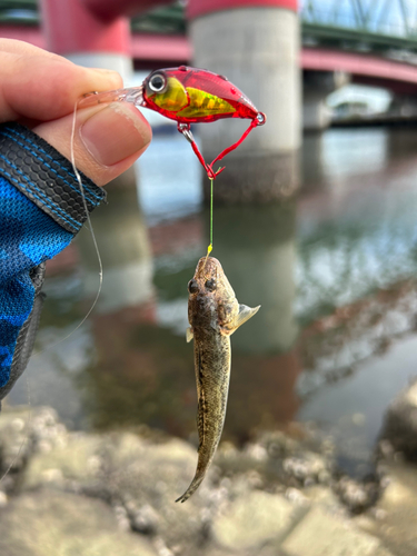 マハゼの釣果