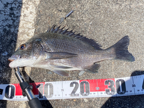 クロダイの釣果